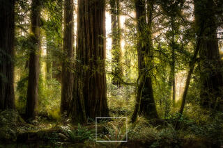 Light in The Redwoods