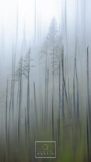 Umpqua National Forest