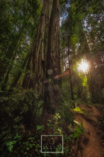 The light in Lady Bird