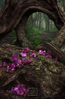 The Beautiful Haunted Forest