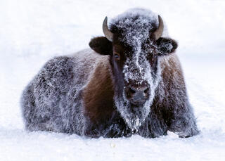 Winter Bison in Yellowstone
