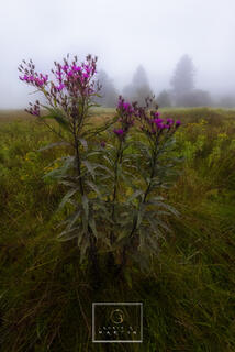 Carolina Ironweed