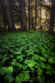 The Pacific Northwest Spring