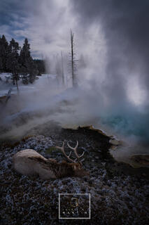 Capturing either Elk or Bison in Yellowstone near a warm Geothermal feature is always a beautiful sight. Add in beautiful morning light and you get a great land