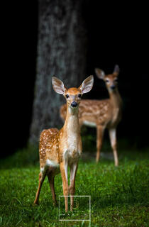 Blue Ridge Parkway Deer