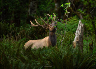 Bull Elk in Washington State