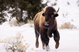 The Beauty of the Bison
