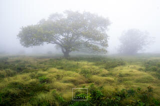 My Favorite Tree, I will just refer to this as "The Tree"