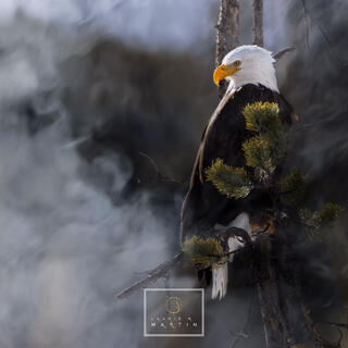The American Bald Eagle in Yellowstone National Park
