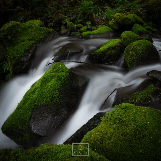 Among the Mosses print