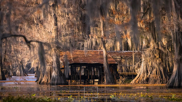Cabin in the Swamp print