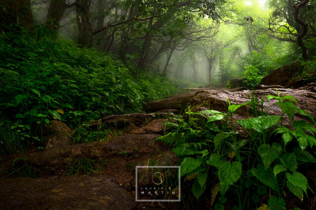 Carolina Mountain Path print