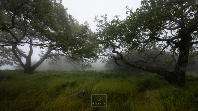 Carolina Orchard print