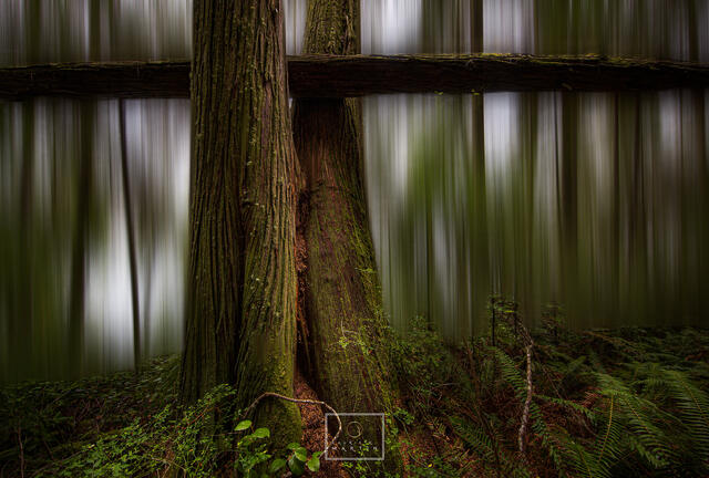 Redwood Balance print