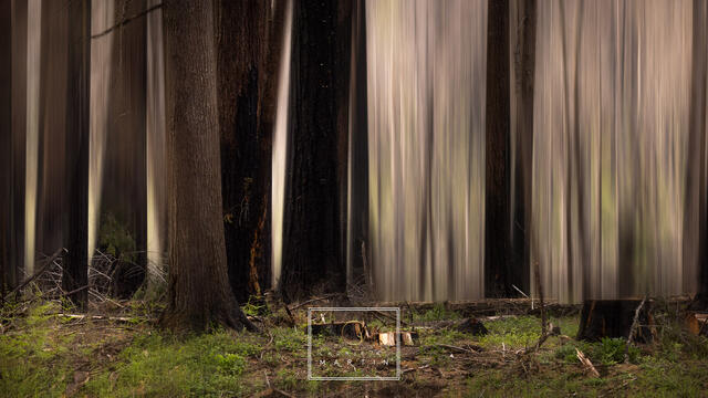 Redwood Blur print