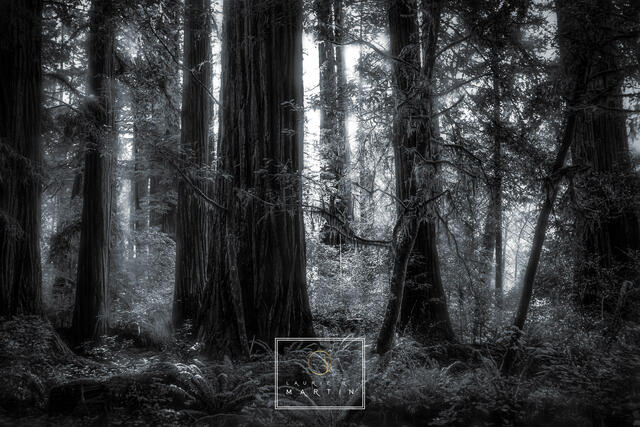 Light in the Redwoods print