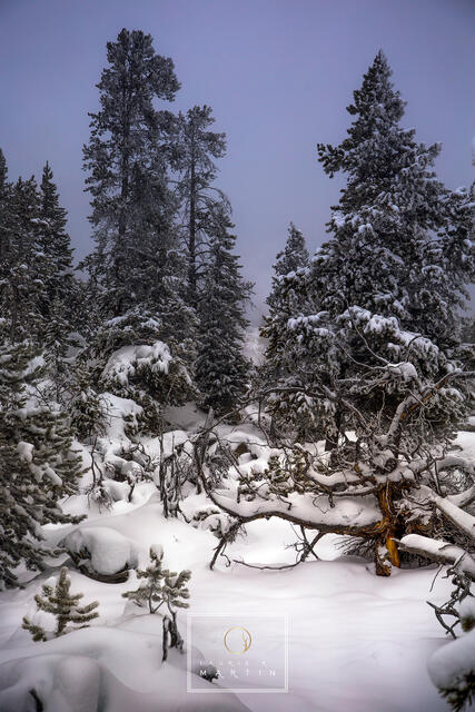 The Winter Walk print