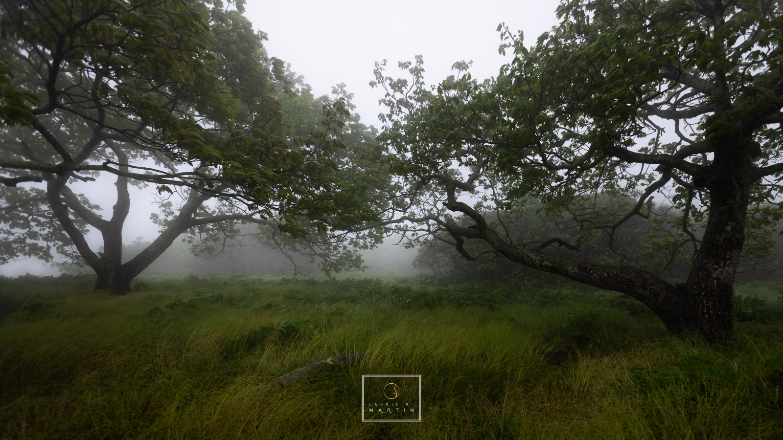 Carolina Orchard No matter the season, this special place always has a unique feel to it. Mixed emotions of my photography from here, never sure...