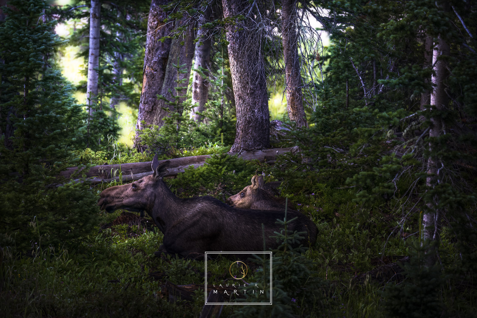 A protective mother cow moose sits quietly with her new baby. These two blended perfectly into the natural forest and were hard...