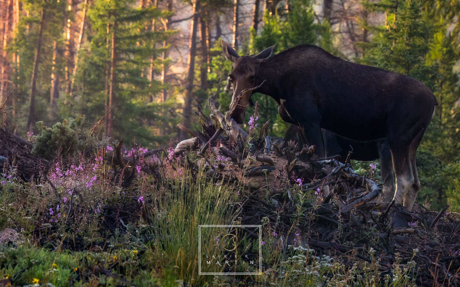 What a morning watching these two feed on purple fireweed in the soft filtered morning light. They did not seem startled with me and kept grazing quietly.