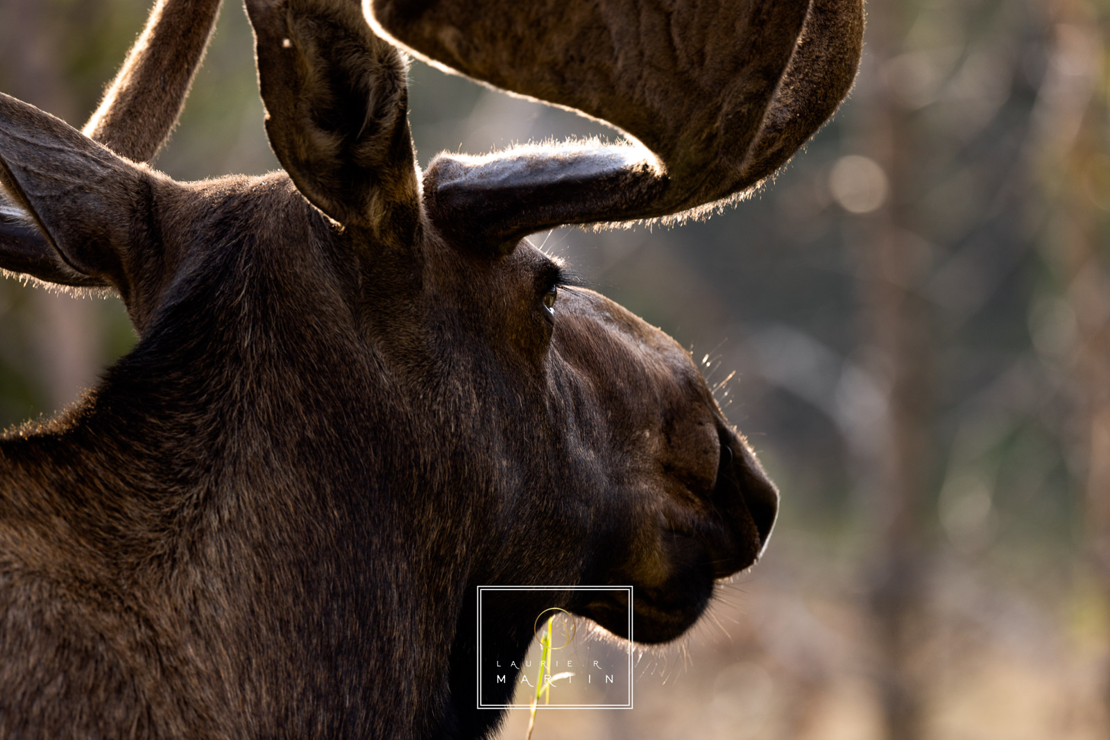 One confident Bull Moose looks into a thick shared forest planning his day. I loved the light that rested on his paddles like a Halo.