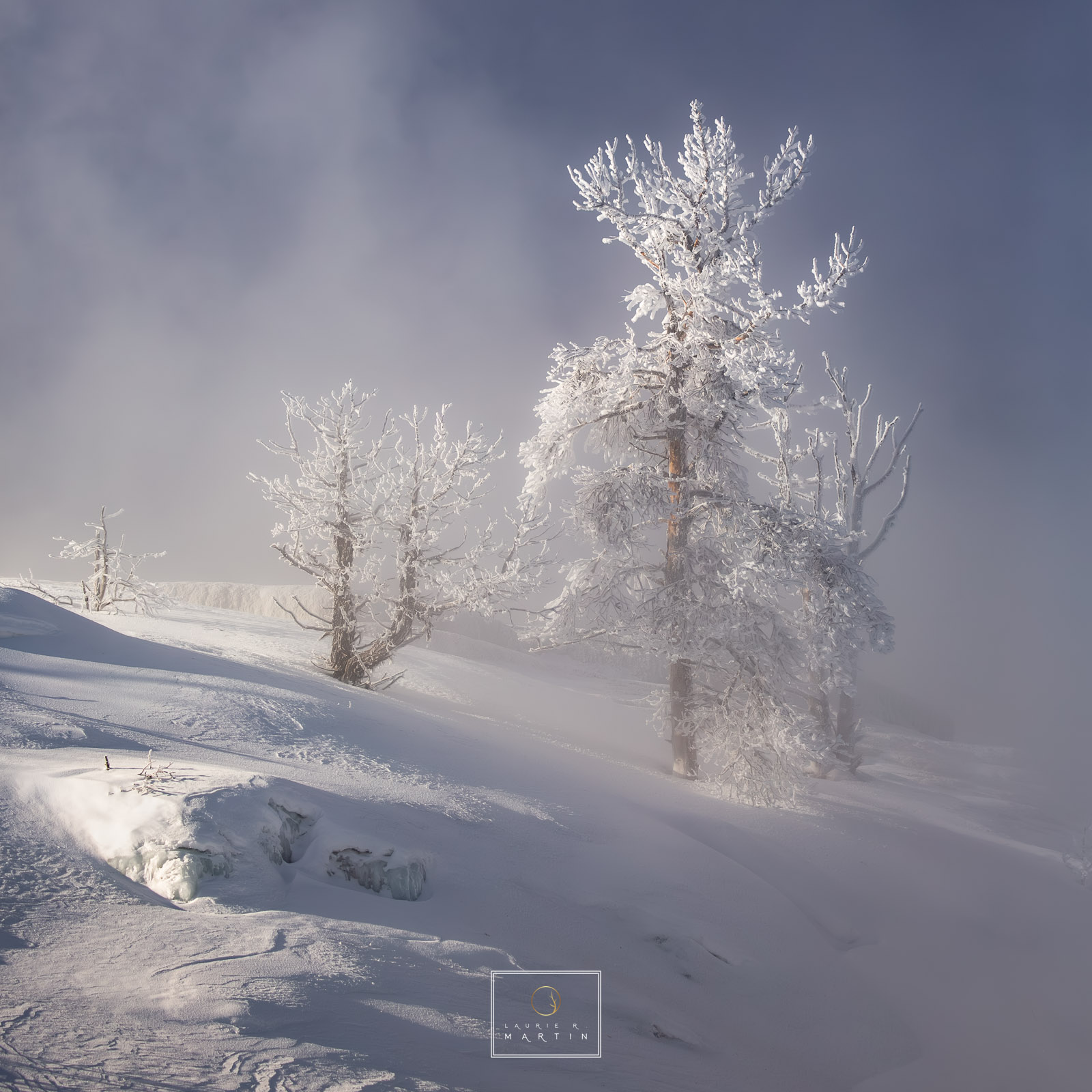 Beautiful ice crystal trees show off their sparkle near the thermal features in Yellowstone.