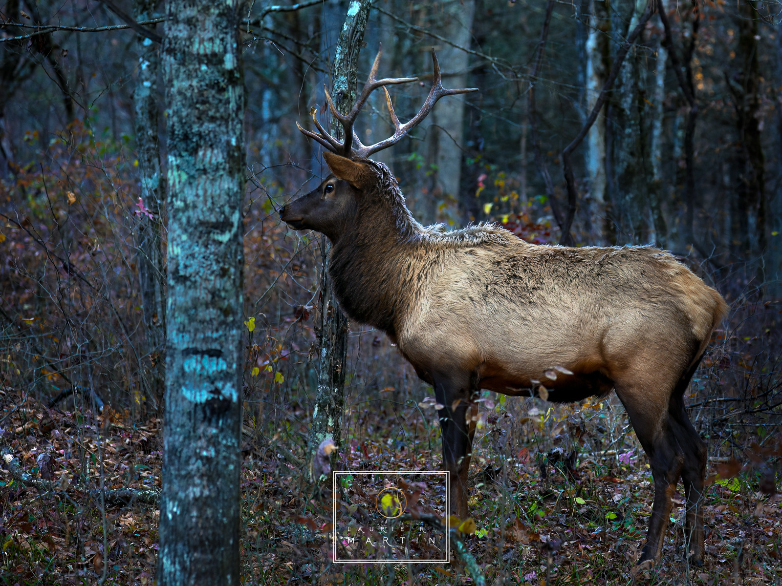 The Elk of North Carolina