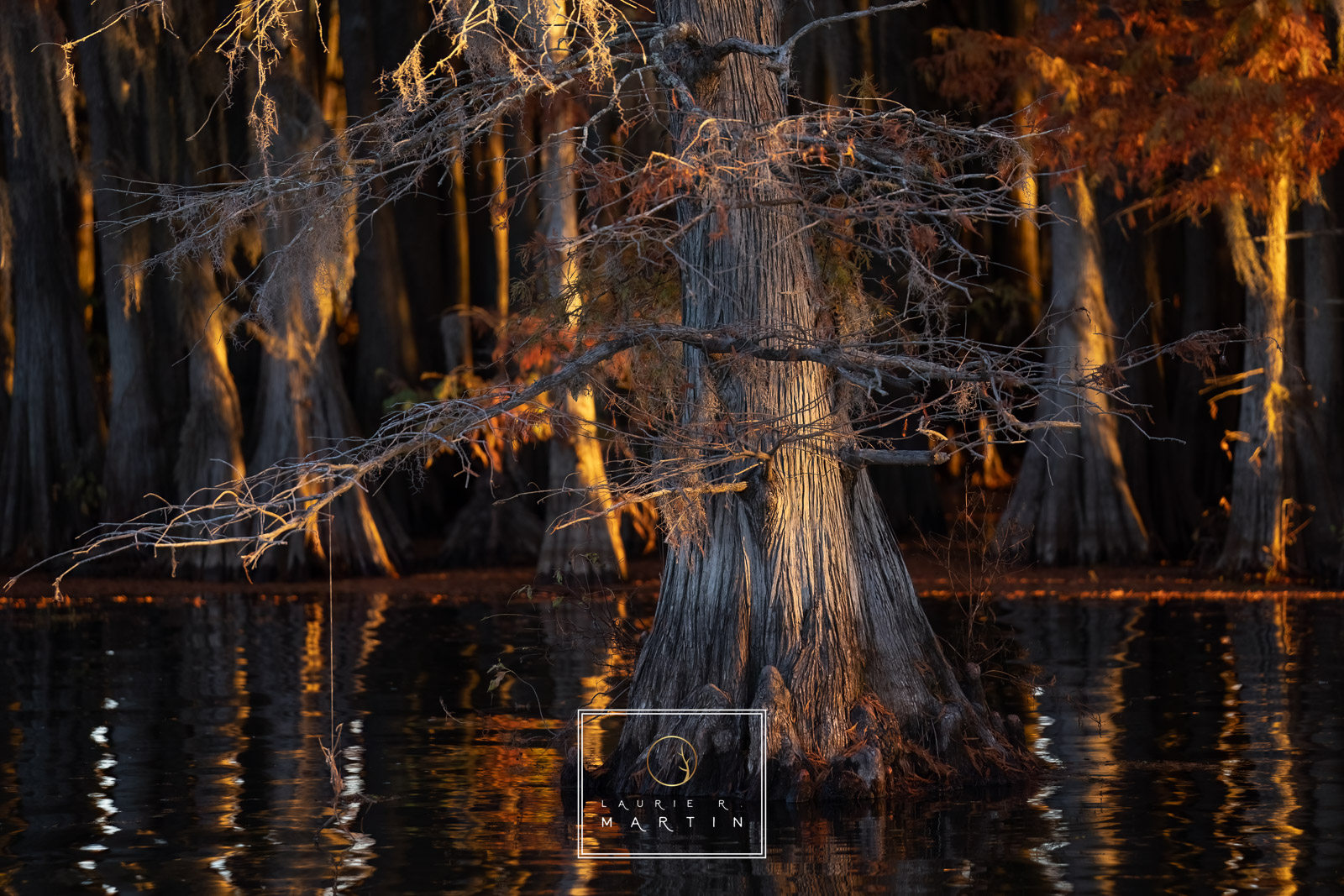 The stunning Caddo Lake in the Fall