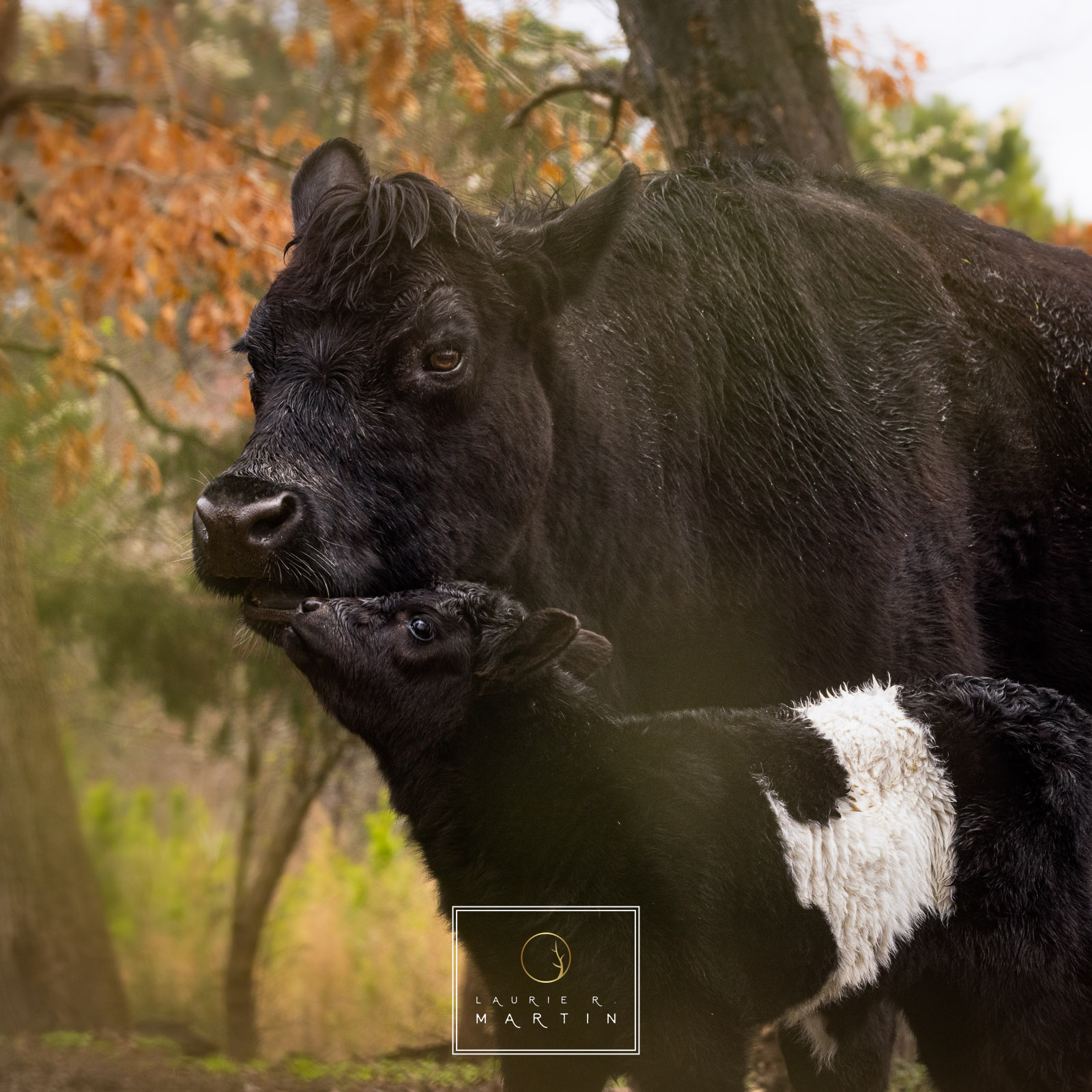 The most precious things are closer than you think. Taken at the farm where I keep my horse. I love a little cow time. Baby belted...