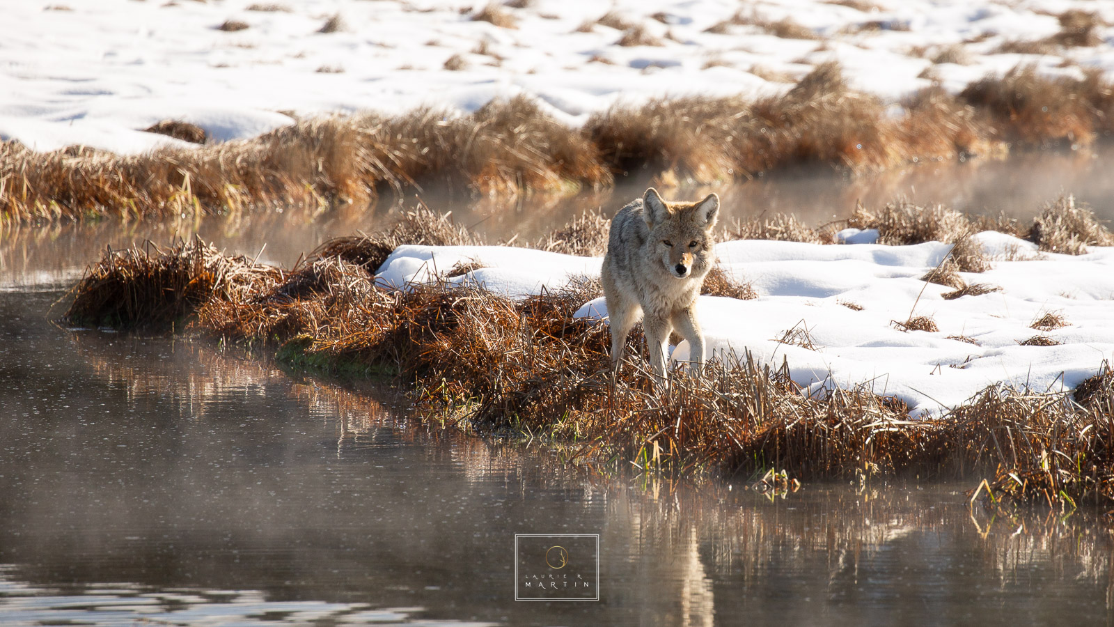 Beautiful Coyote jogs along this river in Yellowstone looking for his next meal. Stopping every few steps to closely listen for...