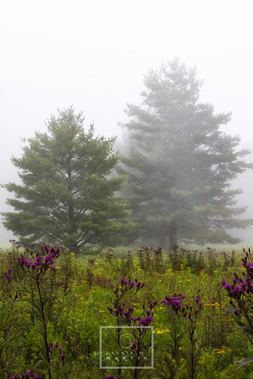 The Sweetgrass This is the meadow near the cabin I will be building. I look forward to spending more time in this beautiful meadow.