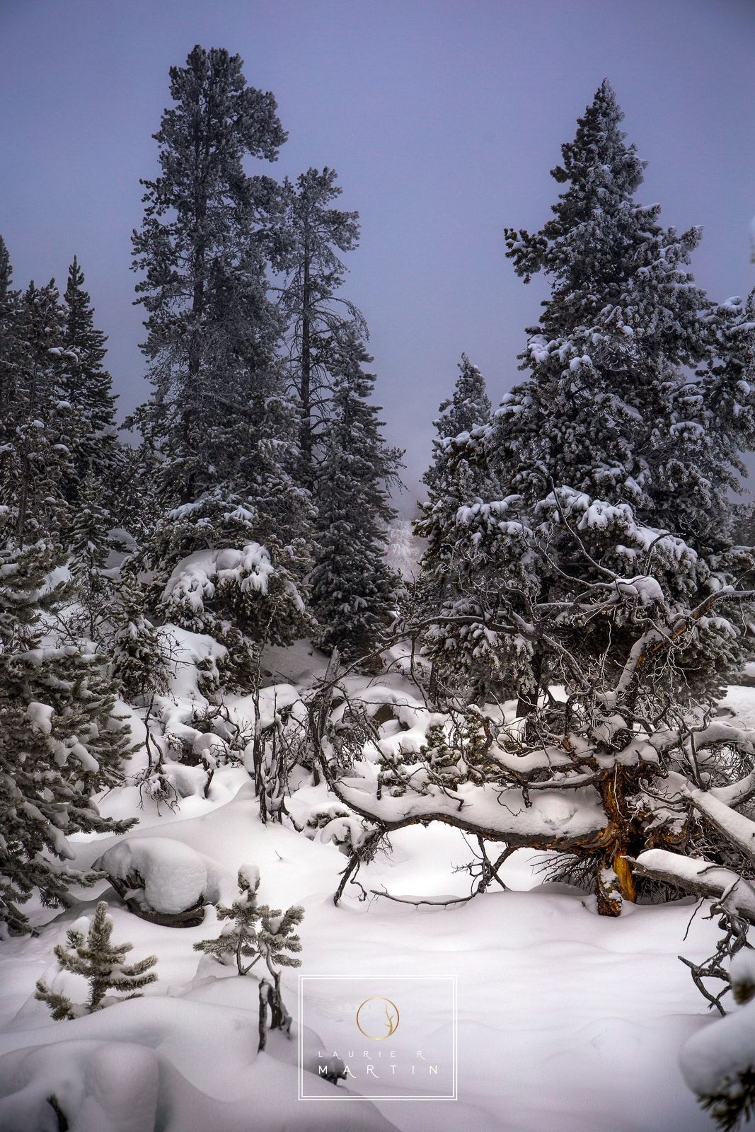 The Winter Walk Beautiful but dangerous at times. It is easy to underestimate the cold. Before I set out to hike far from a vehicle I make sure...