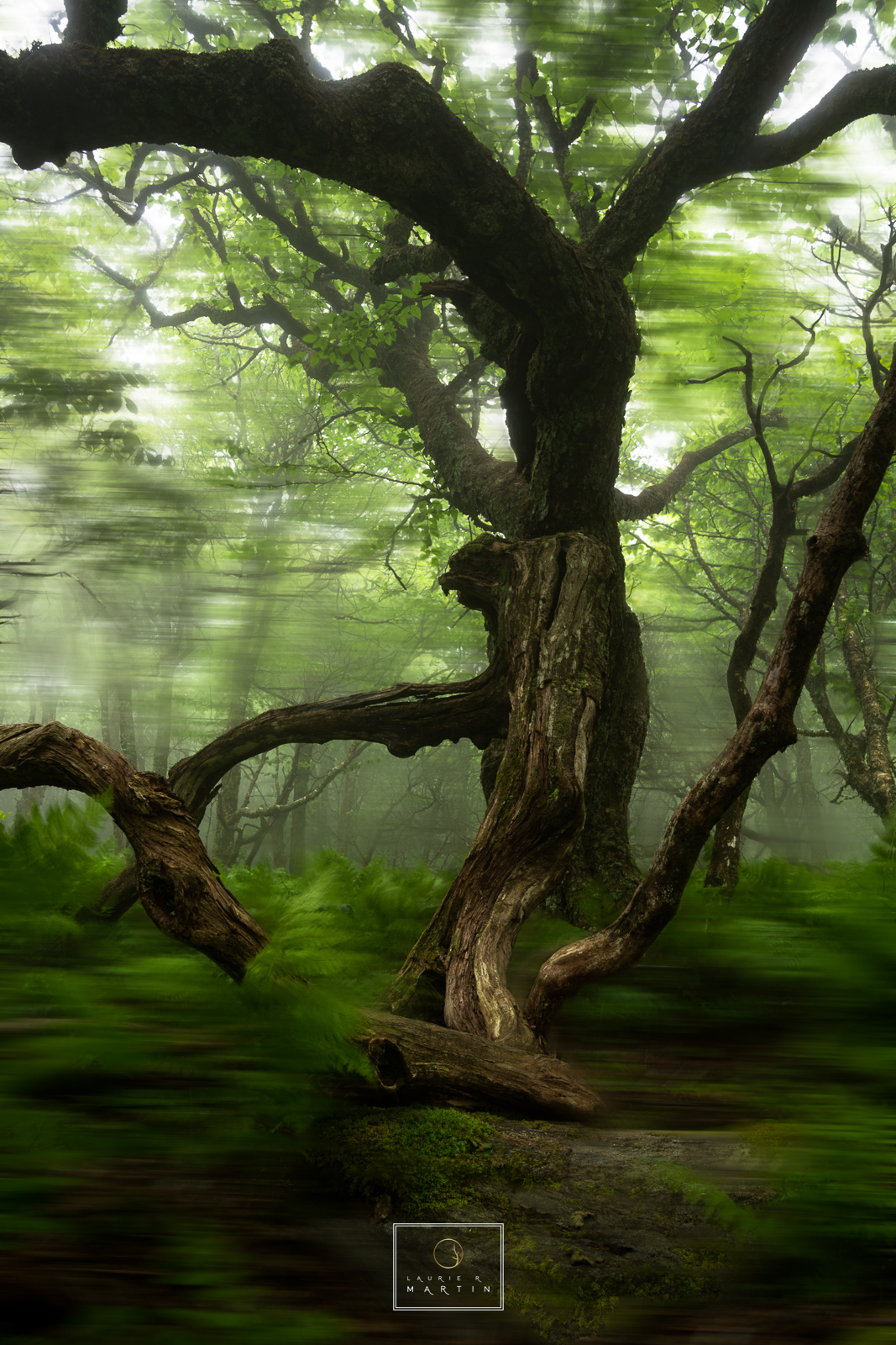 The wind at the top of the mountain blows through so strong moving everything in its path except for the solid old growth forest...