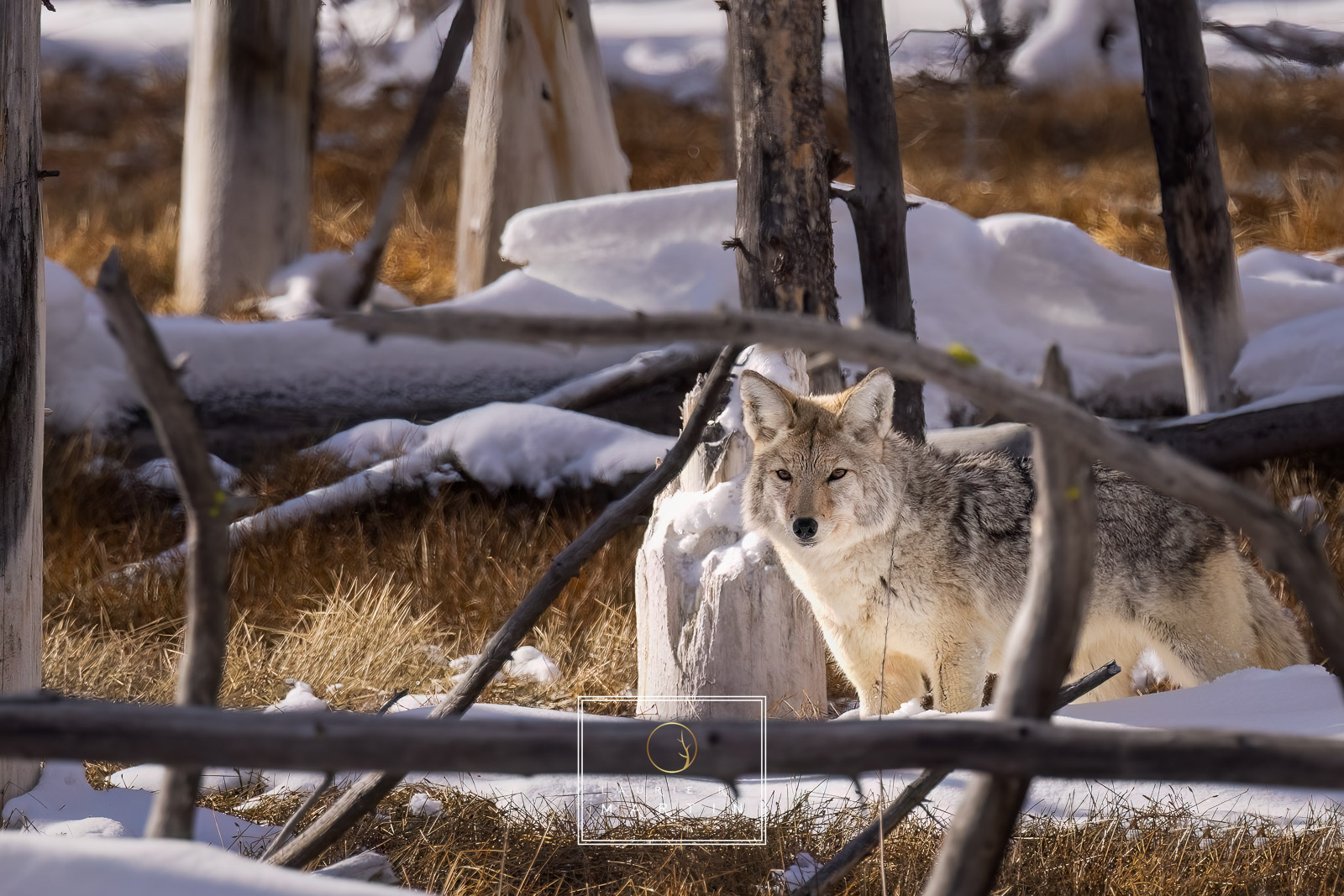 The Coyote of Yellowstone